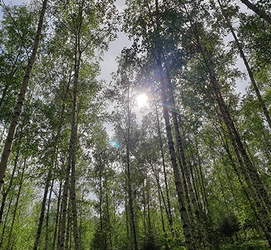 foret de bouleau Minérasève