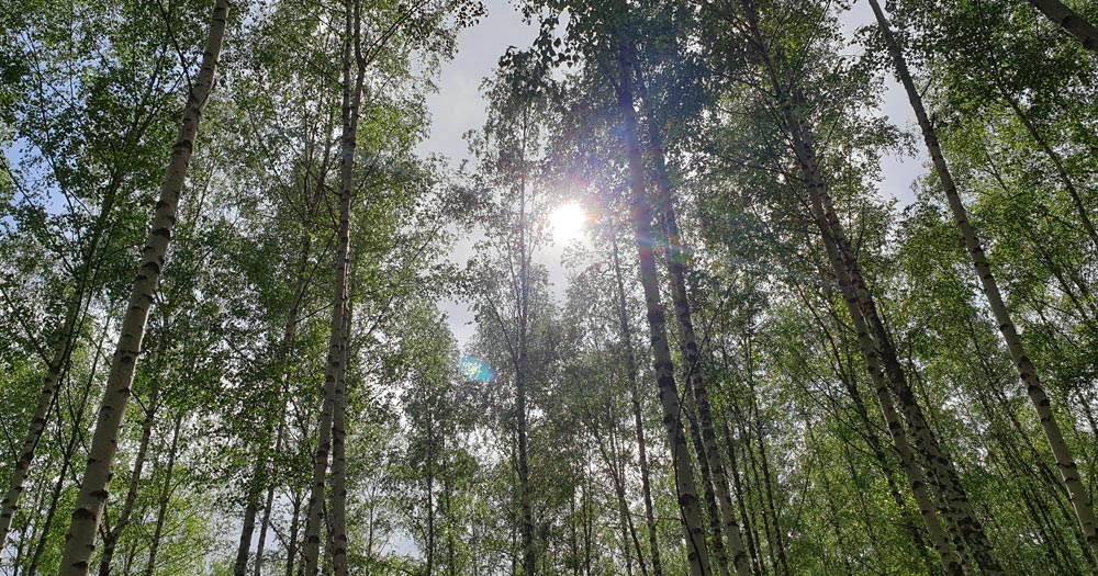 forêt de bouleau Minérasève