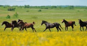 sève de bouleau chevaux