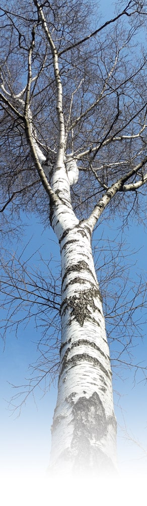 L'arbre le bouleau