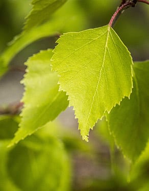 feuille de bouleau