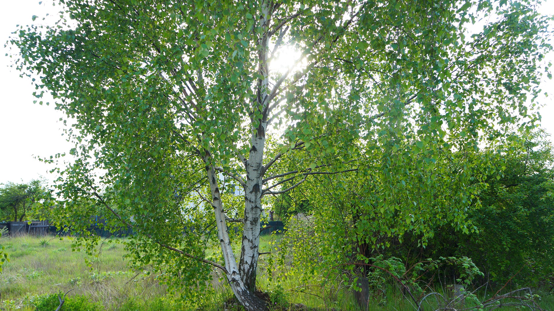 Forêt de bouleau Minérasève