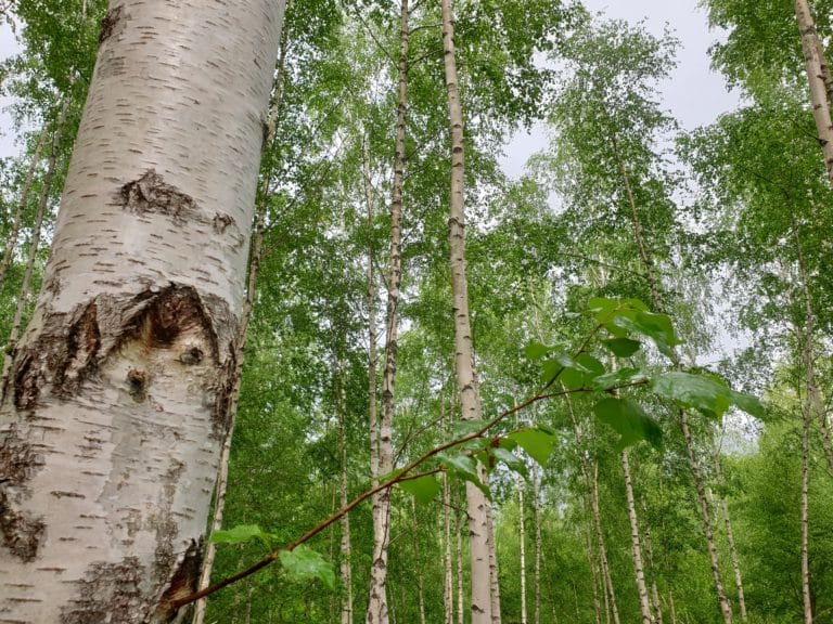 foret de bouleau