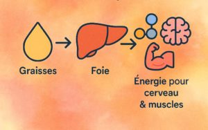 pendant le jeûne, les graisses sont converties par le foie en énergie pour le cerveau et les muscles / Description : Pendant un jeûne hydrique, les réserves de sucre s’épuisent. Le foie prend alors le relais et transforme les graisses en corps cétoniques